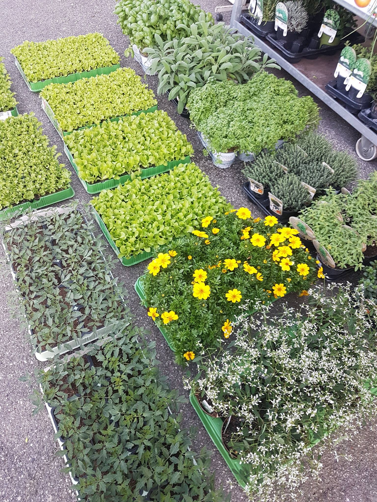 Verdure e erbe aromatiche